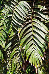 Obraz premium Tropical leaves
