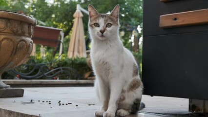 a homeless four-colored lost cat sits in a city park and meows. DOF, close-up, stray pets in urban environments are in danger.