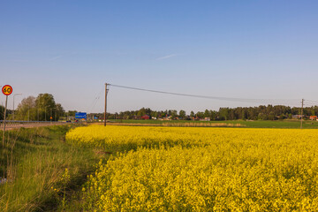 Beautiful view of rapeseed field along asphalt road on blue sky background. Sweden. 