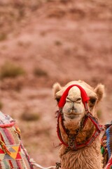 Close-up of a camel in Petra, Jordan