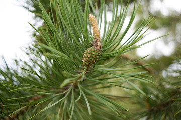 A small pine cone grows on a branch on a spring day