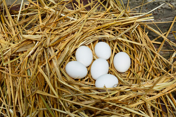 Eggs on straw .Organic egg with copy space .