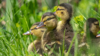 Little wild ducklings sitting on the green grass. Cute newborn tiny ducklings. Selective focus. Defocused background.