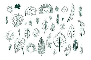 Tropical palm leaves line vector illustrations set