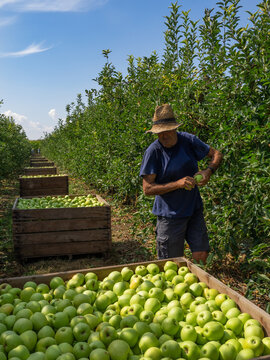 farmer in a field picking apples in wooden containers.