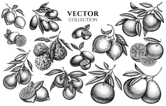 Citrus vintage illustrations collection. Hand drawn logo designs with kumquat, lemon, tangelo, etc.