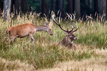 Rotwild ( Cervus elaphus ).