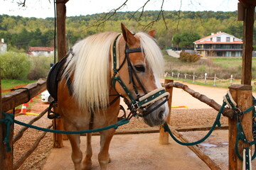 horse in the stable