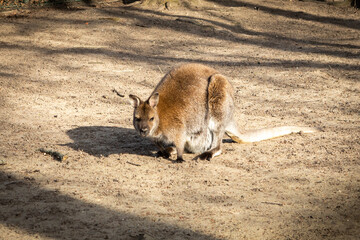 Close up photo of a red-necked wallaby (Bennett's wallaby, Macropus rufogriseus) adult australian kangaroo. 