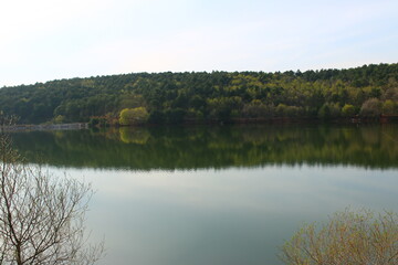 reflection of trees in water