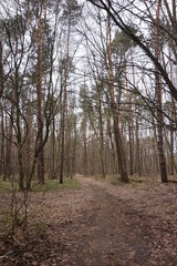 Deciduous forest in spring in Europe.