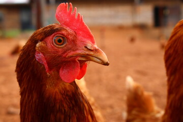 chicken