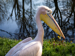 Portrait of a pink pelican bird (pelikan baba, Pelecanus onocrotalus) by the pond. 