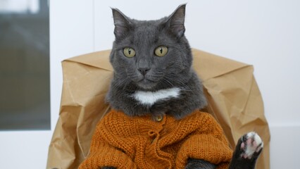 A funny gray cat sits on the pope like a man dressed in clothes in the form of a cardigan knitted with brown woolen threads. A domestic cat looks like a human. Surialistic view of animals.