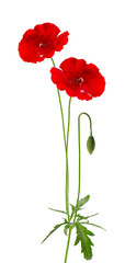 Obraz premium Red poppy flower isolated on a white background.