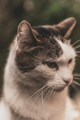 Chat européen