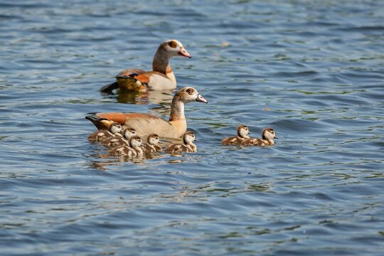 An Egyptian goose family, two parents and cute seven offsprings, swimming in blue water. Sunny spring day by a lake.