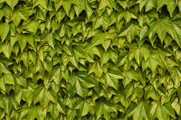green leaves background