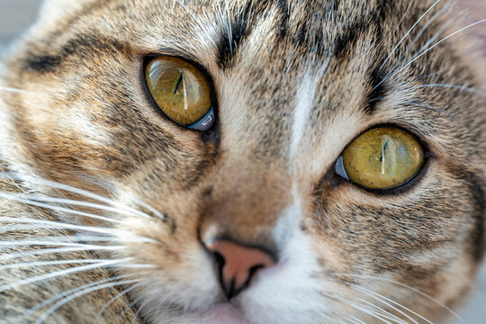 Portrait of tabby marble cat with green-yellow big eyes, white whiskers and pink nose. Adorable purebred cat eyes. Fluffy domestic cat face close up.