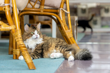 Beautiful domestic tricolor cat lies on the floor into Cat cafe. Lazy domestic cat lying and relaxing during sunny morning indoors.