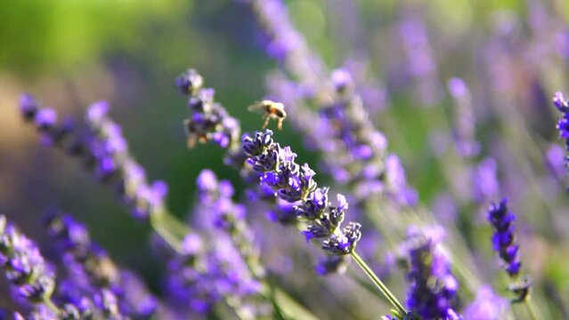lavender garden and honey bees