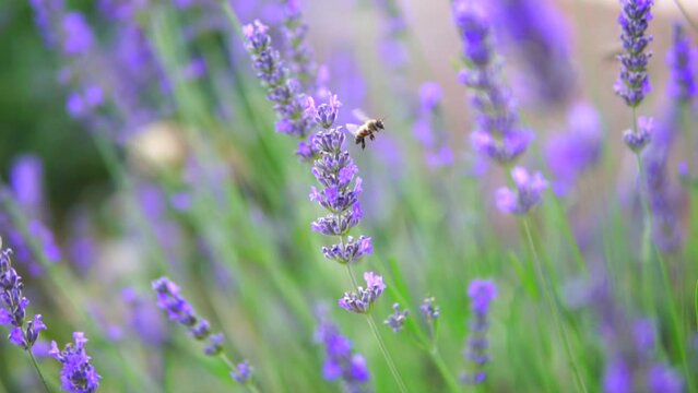 lavender garden and honey bees