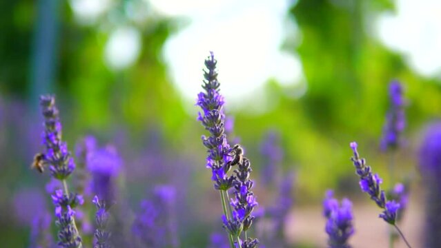 lavender garden and honey bees