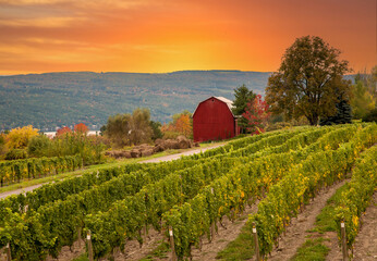 A vineyard and red barn at a winery in the finger Lakes region of upper New York