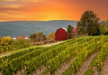 Fotobehang A vineyard and red barn at a winery in the finger Lakes region of upper New York © Bob