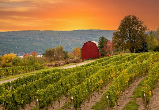 A Vineyard And Red Barn At A Winery In The Finger Lakes Region Of Upper New York