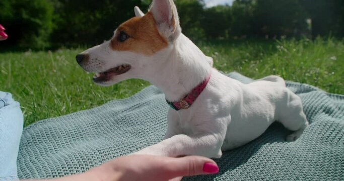 The jack russel dog obeys commands and gives a paw for its owner and gets tasty reward, 4k 120fps Prores