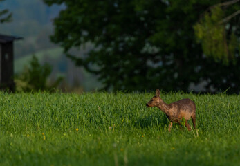 Female roe deer on green spring meadow near forest