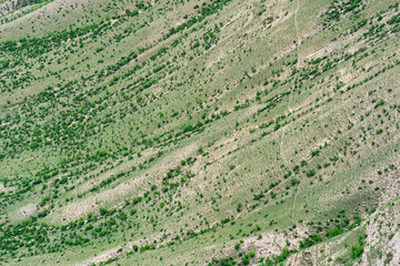 landscape of a grassy mountain slope covered with paths trodden by cattle