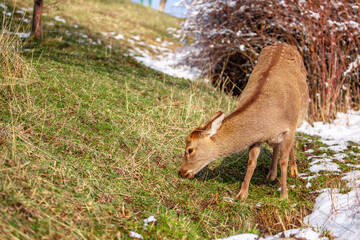 Beautiful spotted deer in the mountains against the background of green grass and snow. Fairytale spring landscape with wild animals.