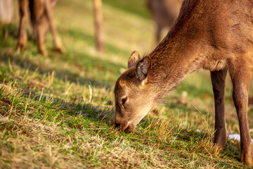 Beautiful spotted deer in the mountains against the background of green grass and snow. Fairytale spring landscape with wild animals.