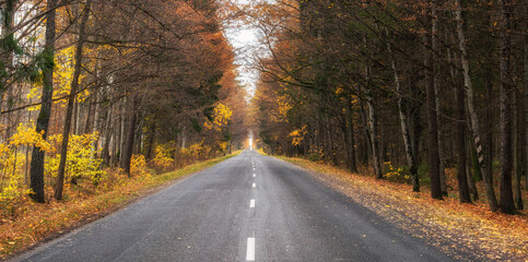 Asphalt road with beautiful trees on the sides in autumn