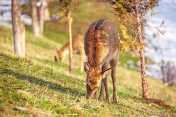 Beautiful spotted deer in the mountains against the background of green grass and snow. Fairytale spring landscape with wild animals.