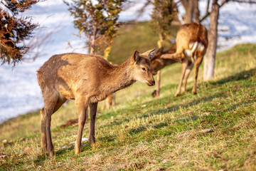 Beautiful spotted deer in the mountains against the background of green grass and snow. Fairytale spring landscape with wild animals.