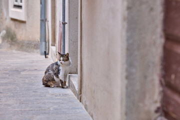 Streunende Katze sitzt bei einem Haus