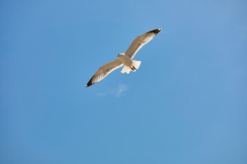 Möwe fliegt am blauen Himmel
