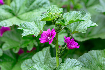 Buds and blooming flowers of Malva Sylvestris.