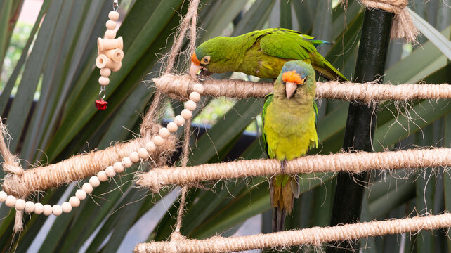 par de pericos atoleros de frente naranja parados en un palo cubierto con una cuerda de mecate