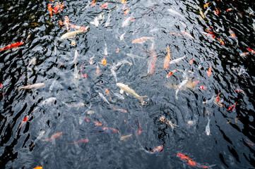 Beautiful carp koi fish swimming in pond in the garden