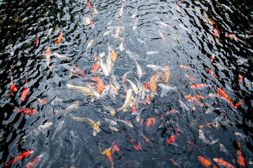 Beautiful carp koi fish swimming in pond in the garden