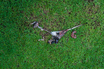Rotten dead rat had eaten by flies on grass background, Fly breeding and propagation on it. it dead by cats,Dead rat, a rat bugs eat