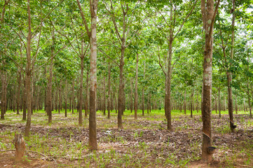 Fototapeta na wymiar Row of para rubber plantation in South of Thailand,rubber trees