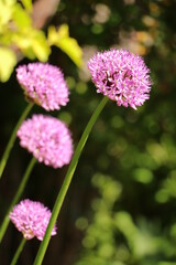 Kuliste fioletowe kwiatostany czosnku ozdobnego