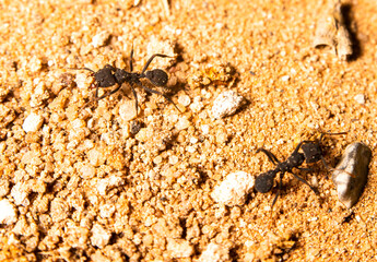Black Worker Ants Going About Their Day