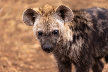 Curious hyena cub looking into the camera lens.