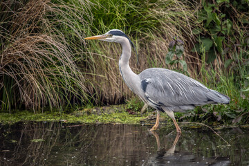 Grey Heron the perfect fisherman
